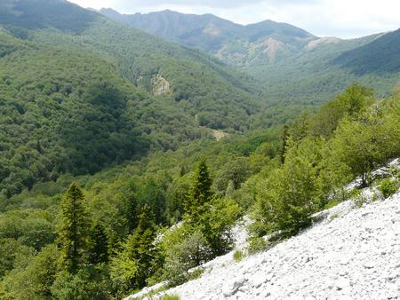 Forest on the steep slopes of the Shebenik-Jablanica mountains,