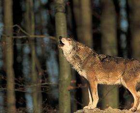 Ein heulender Wolf in einem Wald.