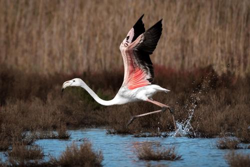 Rosaflamingo Flamingo vor Abflug