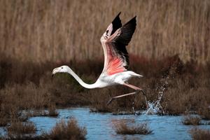 Rosa Flamingo beim Starten