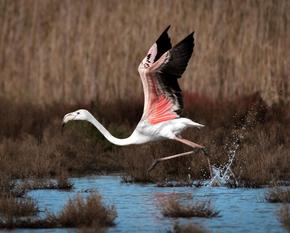 A flamingo in the Ulcinj Salina takes a run-up to fly off.