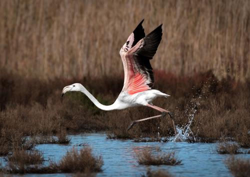 Flamingo taking off