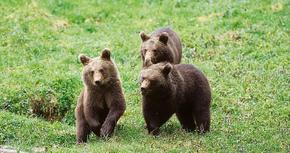 Drei junge Bären tollen über eine Wiese.