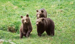 Three young bears romping across a meadow.