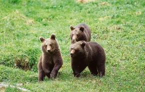 Three young bears romping across a meadow.