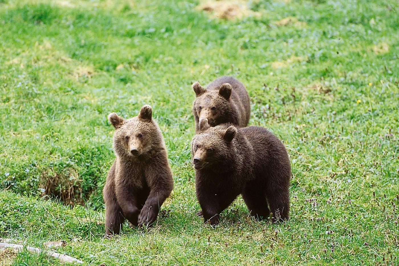 Drei Jungbären Drei junge Bären tollen über eine Wiese.