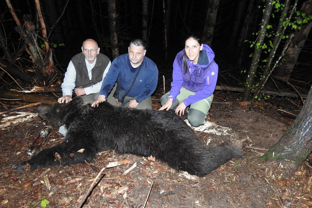 betäubter Braunbär vor Biologen