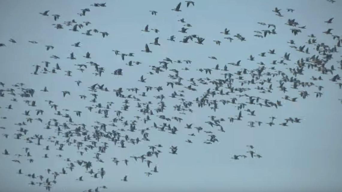 Adriatic Flyway