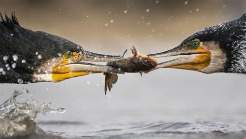 1. Platz Fotowettbewerb "Naturschätze Europas 2020"