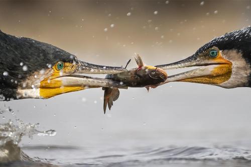 Cormorants fight for prey