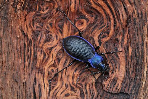 Carabus problematicus Carabus problematicus