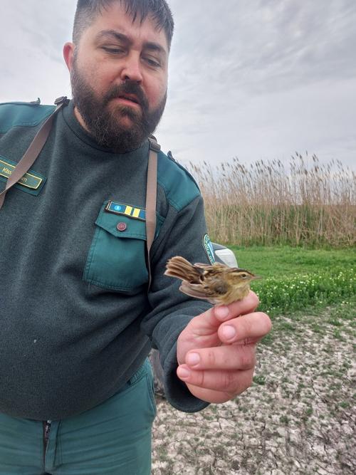 bärtiger Mann mit Seggenrohrsänger in der Hand