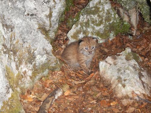 Balkanluchsbaby in Wurfhöhle