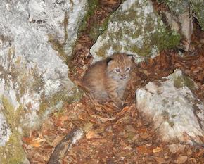 A very small baby Balkan lynx sits between stones on fallen leaves.