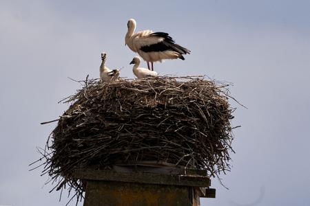 Storchennest auf Kamin mit einem erwachsenen Storch und drei Jungstörchen