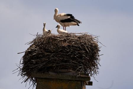 Storchennest auf Kamin mit einem erwachsenen Storch und drei Jungstörchen