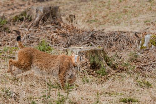 Ausgewilderter Luchs Ausgewilderter Luchs in den Dinariden