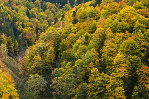 Urwald mit Herbstlaub