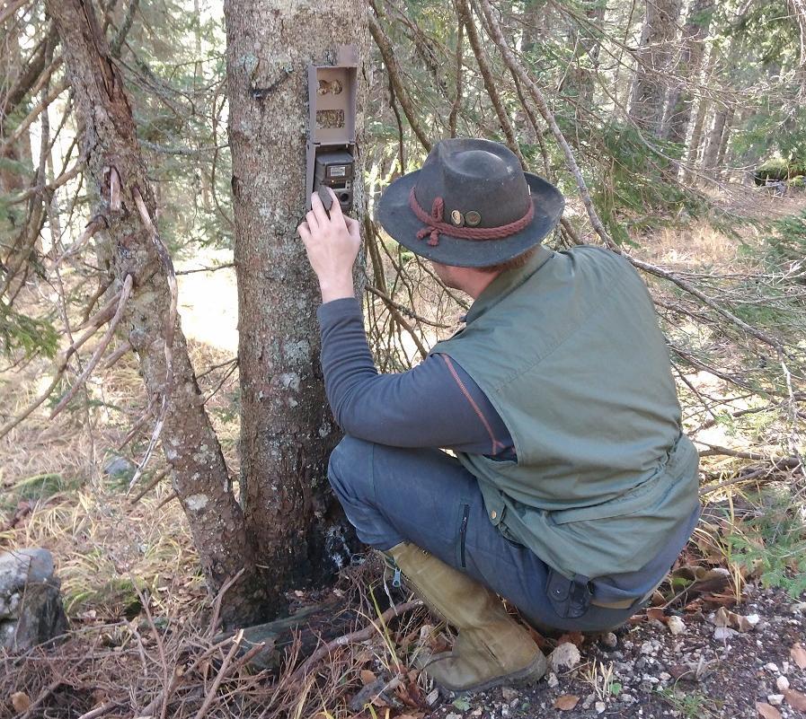 Hunter setting a wildlife camera on a tree