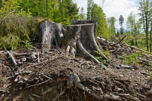 tree stumps in the forest in Romania, clear cut