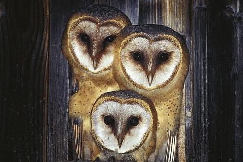 Three barn owls peer through a gap in a wooden wall.