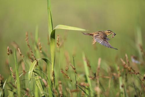 Aquatic warbler with prey in flight