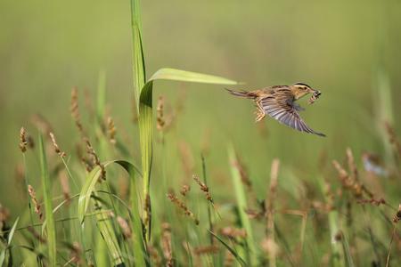 Aquatic warbler with prey in flight