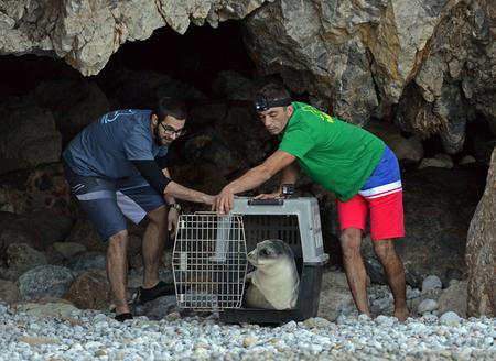 Zwei Männer öffnen die Tür zu einer Tiertransportbox und lassen die Mönchsrobbe frei