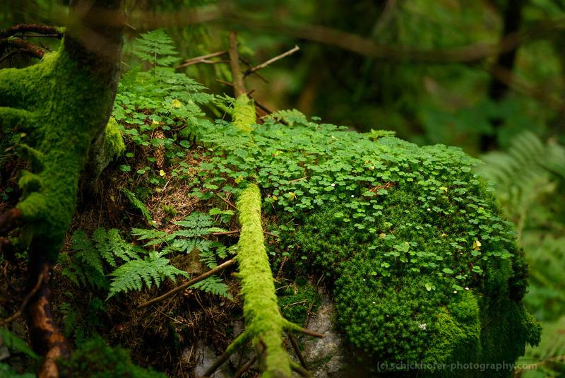 Moos im Urwald