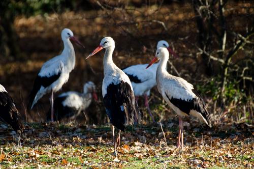 Group of storks on a pasture White storks on a pasture in autumn