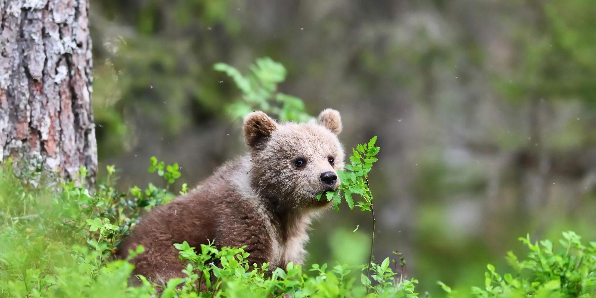 A bear cub sits in the undergrowth and eats leaves.