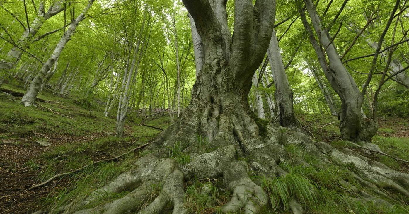 We are protecting forests in Europe EuroNatur