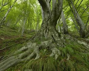 Ein alter Baum mit mächtigem Wurzelwerk in einem Buchenwald.