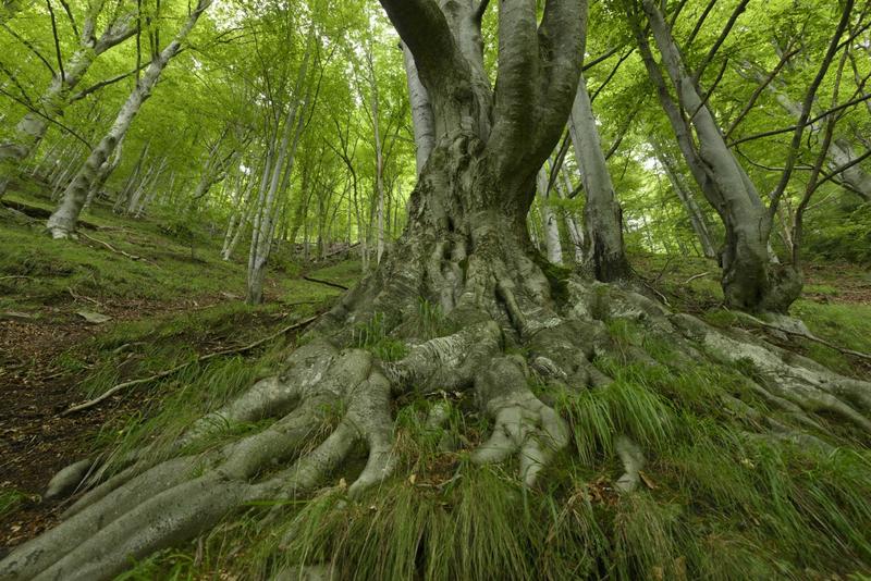 Ein alter Baum mit mächtigem Wurzelwerk in einem Buchenwald.
