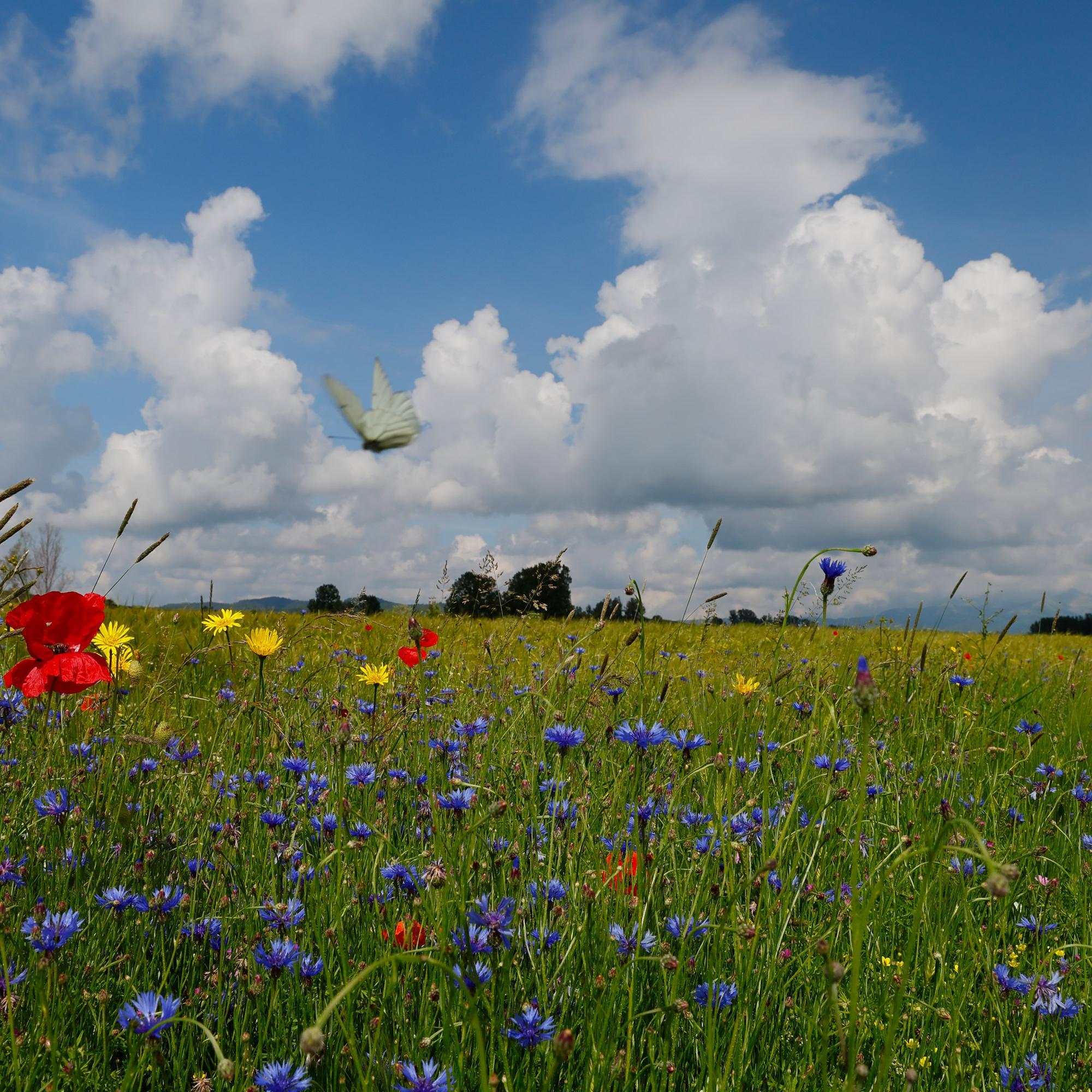 Meadow with wild flowers and a butterfly.