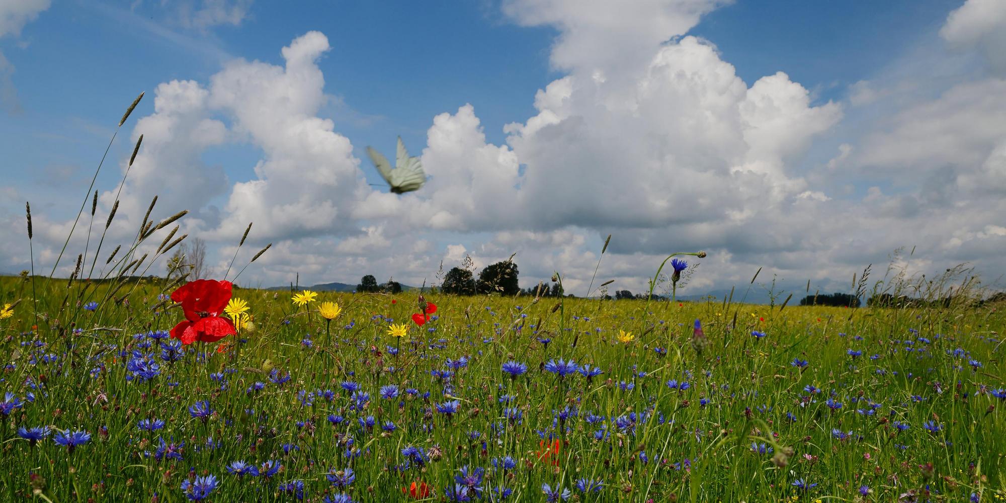 Meadow with wild flowers and a butterfly.