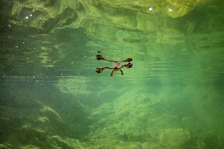 Gelbbauchunke von unten im Wasser fotografiert
