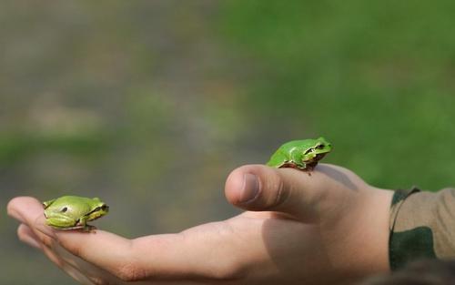 Zwei Laubfrösche sitzen auf einer Hand.