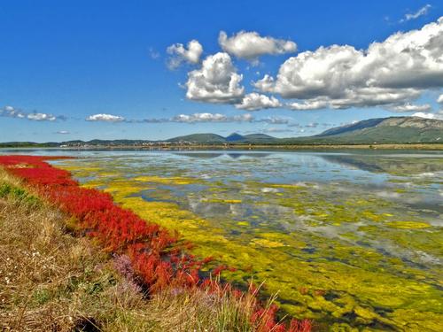 Aquatic plants and algae make the Ulcinj Salina shine in bright colors.
