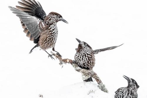 Nutcrackers fight over a branch in the snow