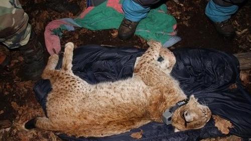 Stunned lynx with transmitter