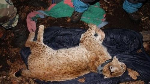 Betäubter Luchs mit Sender