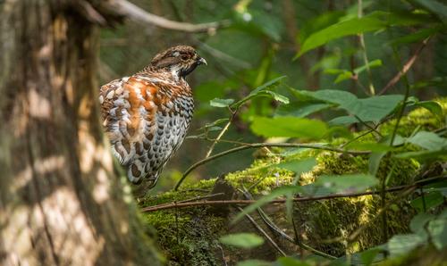 Haselhuhn © Wildnis in Deutschland.de, Daniel Rosengren Haselhuhn im Unterholz