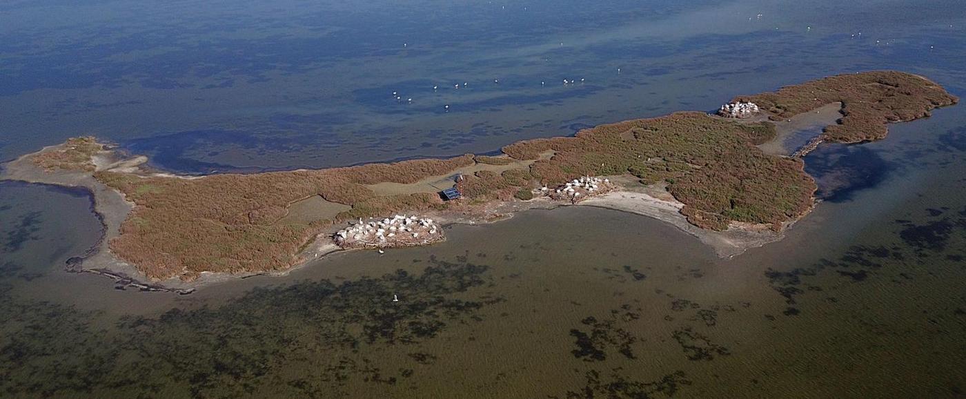 Aerial view of an island in the Karavasta Lagoon with three groups of pelicans sitting on it.