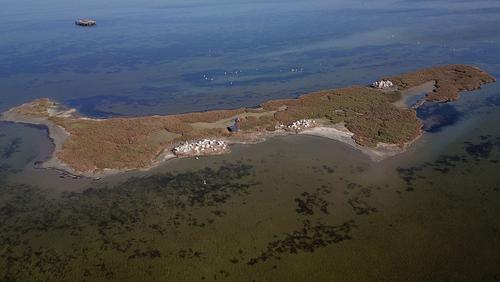 Breeding island with pelicans