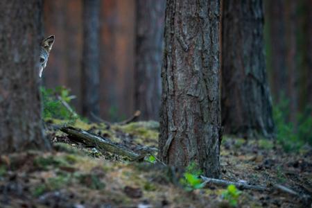 Wolf peeks out from behind a tree