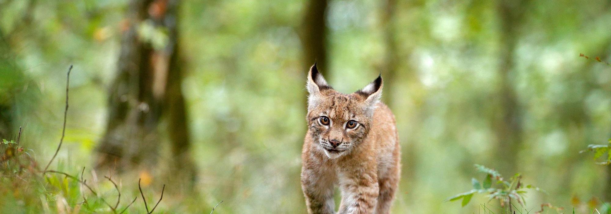 Ein junger Luchs läuft im Wald auf einem Wildpfad entlang.