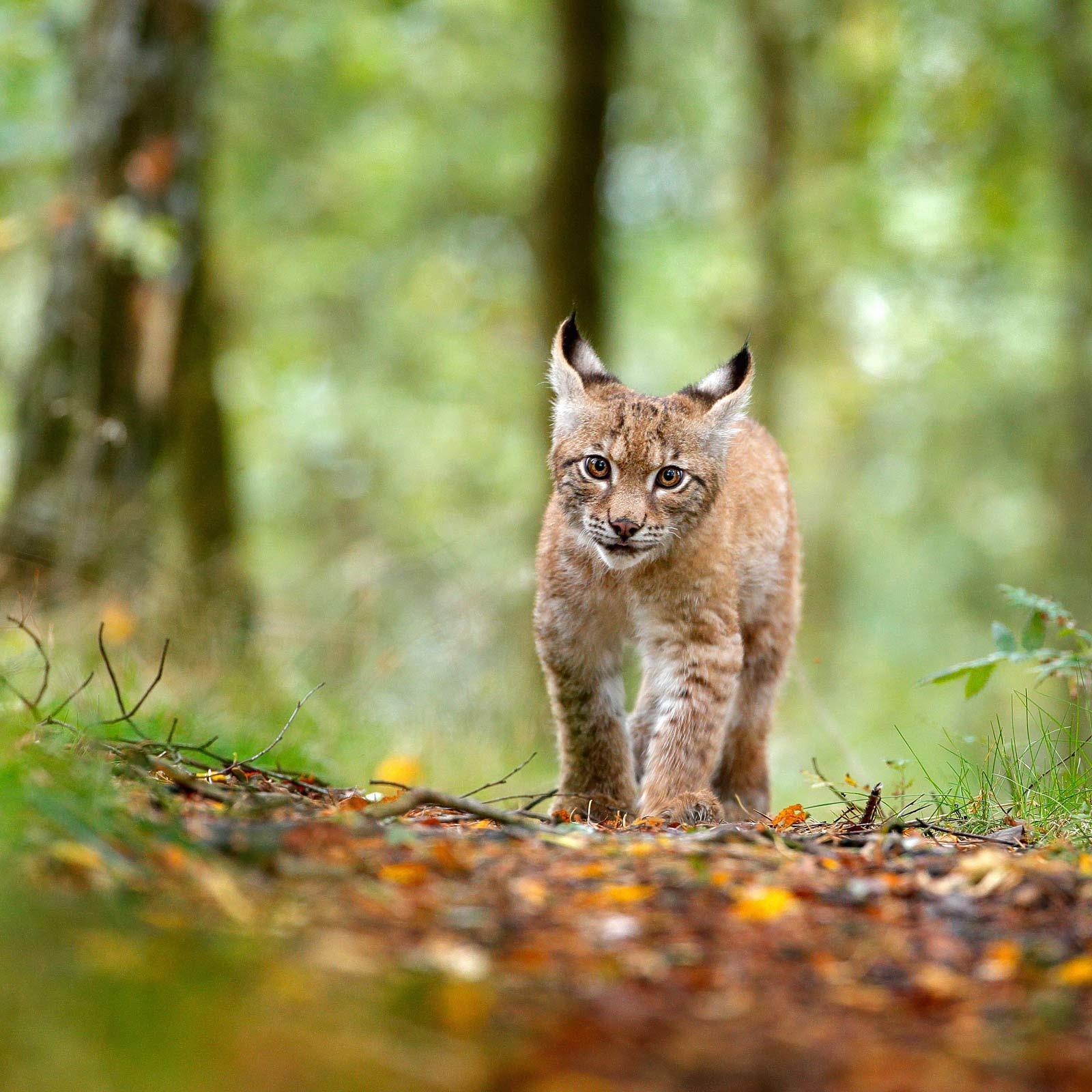 Ein junger Luchs läuft im Wald auf einem Wildpfad entlang.