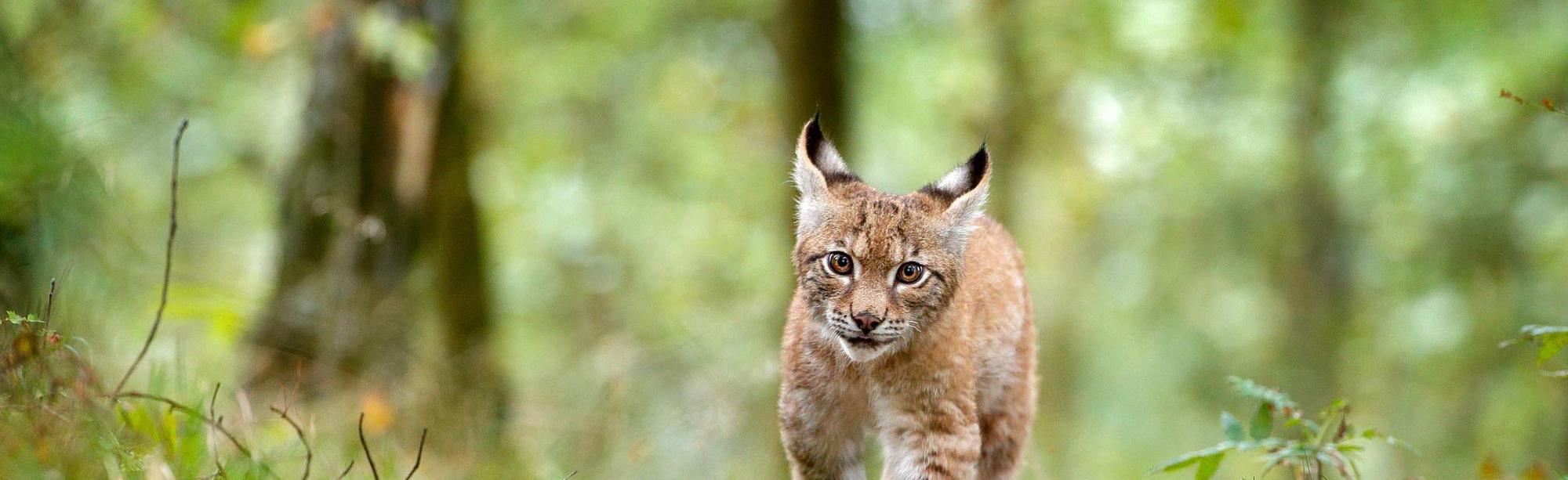 Ein junger Luchs läuft im Wald auf einem Wildpfad entlang.