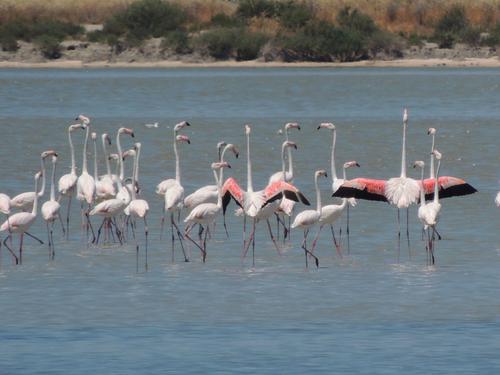 Eine Gruppe Flamingos stakt mit erhobenen Köpfen durch die Narta Lagune.